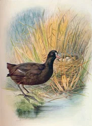Coot - Fulica atra