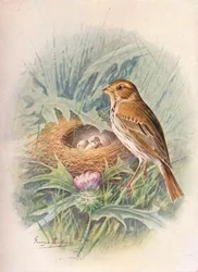 Corn-Bunting - Emberiza miliaria