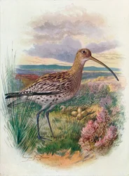 Curlew - Numenius arquata, c1910, 1910