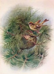 Goldcrest - Regulus cristatus