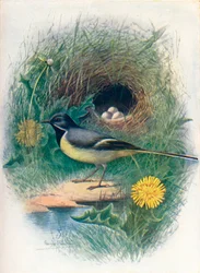 Gray Wagtail - Motacilla melanope