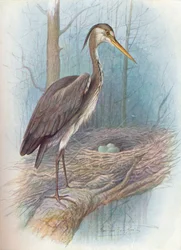 Heron - Ardea cinerea, c1910