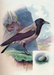Hooded Crow - Corvus Cornix
