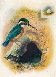 Kingfisher - Alcedo ispida