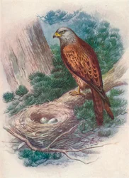 Kite - Milvus ictinus