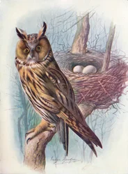Long-Eared Owl - Asio Otus
