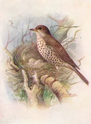 Mistle-Thrush - Turdus Viscivorus