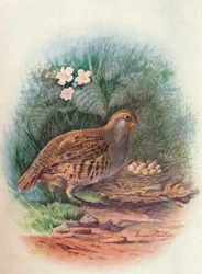 Partridge - Perdix cinerea, c1910