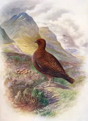 Red Grouse - Lagopus scoticus