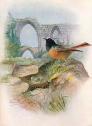 Redstart - Ruticilla phoenicurus, c1910