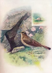 Rock-Pipit - Anthus obscurus, c1910, 1910