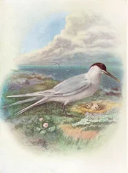 Sandwich Tern - Sterna cantiaca, c. 1910, 1910