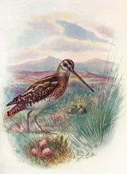 Snipe - Gallinago coelestis, c. 1910, 1910
