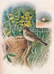 Spotted Fly-Catcher - Muscicapa grisola, 1910