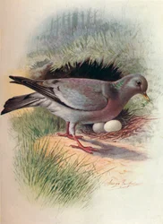 Stock-Dove - Columba oenas
