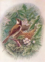 Whitethroat - Sylvia Cinerea