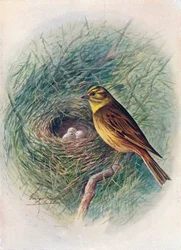 Yellow-Hammer or Yellow-Bunting - Emberiza citrinella