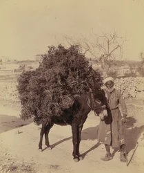 Donkey carrying load of roots and twigs for fuel, Palestine, c.1900