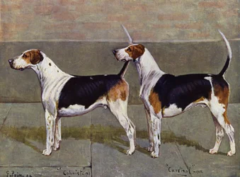 The Puckeridge Foxhounds Colonist and Cardinal