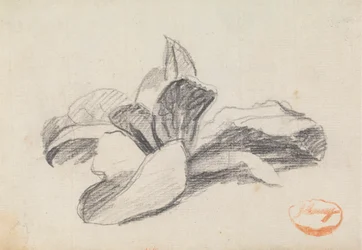 Study of Leaves 2