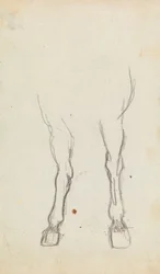 Study of a Horse