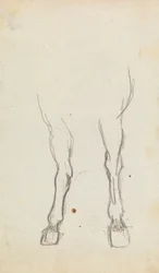 Study of a Horse
