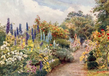 Larkspurs