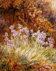 Pale Blue Iris, Florence