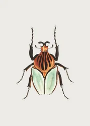 Cacique Beetle