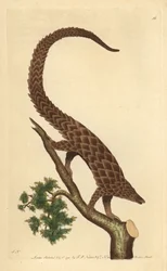 Four-toed manis, Long-tailed Pangolin or Black-bellied Pangolin, from 
