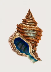 Shell Club Shaped