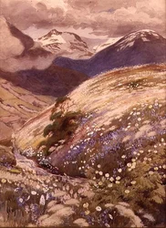 Alpine Flowers