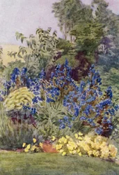 Anchusa Italica Dropmore variety, the Dropmore Alkanet, with Clematis recta and Violas