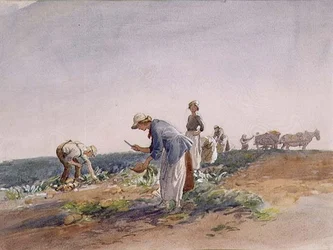 The Turnip Crop