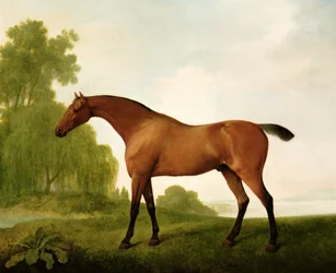 A Bay Thoroughbred in a Landscape