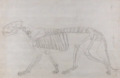 Comparative Anatomical Exposition: Tiger Skeleton, Lateral View