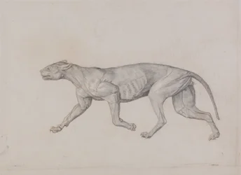 Comparative Anatomical Exposition: Leopard Body, Lateral View