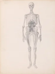 A Comparative Anatomical Exposition of the Structure of the Human Body with That of a Tiger and a Common Fowl: Human Figure, Anterior View (Finished Study of Final Stage of Dissection)