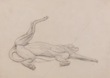 Tiger, Recumbent, Viewed Ventrally