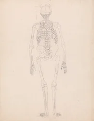 Human Skeleton, Posterior View