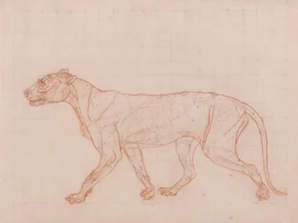 Tiger Body, Lateral View