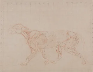 A Comparative Anatomical Exposition of the Structure of the Human Body with that of a Tiger and a Common Fowl: Tiger Body, Lateral View (Study of the Fourth Stage of Dissection Showing the Deeper Muscles)