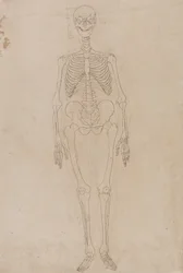A Comparative Anatomical Exposition of the Structure of the Human Body with that of a Tiger and a Common Fowl: Human Skeleton, Anterior View