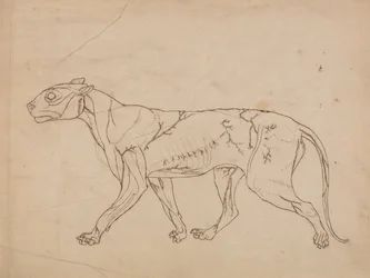 A Comparative Anatomical Exposition of the Structure of the Human Body with that of a Tiger and a Common Fowl: Tiger Body, Lateral View