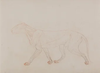 Comparative Anatomical Exposition: Tiger Body, Lateral View