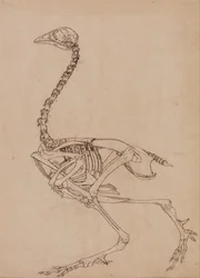 Comparative Anatomical Exposition: Fowl Skeleton, Lateral View