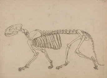Comparative Anatomical Exposition: Tiger Skeleton, Lateral View