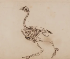 Comparative Anatomical Exposition of the Human Body with a Tiger and a Common Fowl: Dorking Hen Skeleton, Lateral View