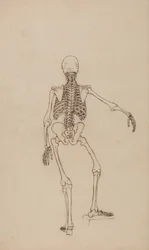 Human Skeleton, Posterior View