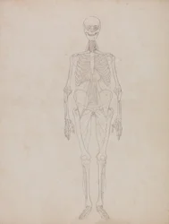 A Comparative Anatomical Exposition of the Structure of the Human Body with that of a Tiger and a Common Fowl: Human Figure, Anterior View (Outline figure)